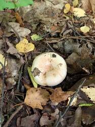 IMG_20260908_150030_963.thumb.jpg.c44c3cb1c02ca9ec17eb2f1ab5db5586.jpg