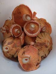 IMG_20260908_175236.thumb.jpg.505359aa459e21aa49c70a9b8d22c62d.jpg
