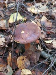 IMG_20260909_092926_227.thumb.jpg.1da94ed1ff82ae4f3b7fd1402cfd9b6e.jpg