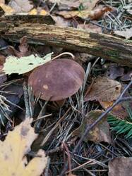 IMG_20260909_093120_264.thumb.jpg.1ad85fcd23e95a6ed7c00accb3c81c14.jpg