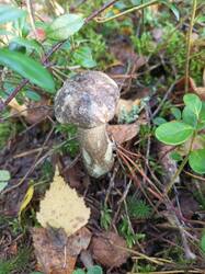 IMG_20260909_101114_210.thumb.jpg.0da3d13d7912ebb5d949bd2b7a95dc64.jpg
