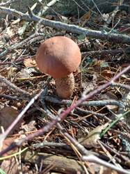 IMG_20260909_103517_748.thumb.jpg.d230f3942f77d4c60bfa1b0c012b7750.jpg