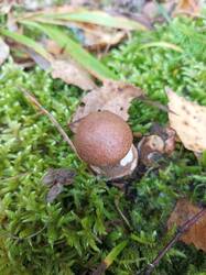 IMG_20260909_103649_418.thumb.jpg.00458ab671e3e89c58a2b65d40b8b876.jpg