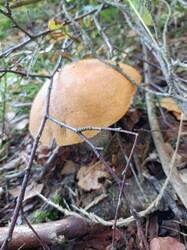 IMG_20260909_110310_932.thumb.jpg.2b4ac8dcb64653e3b30d5bdebe851609.jpg