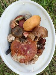 IMG_20260909_122623_045.thumb.jpg.6e6c73cd2b6a4951fd09e2a8399d81e3.jpg