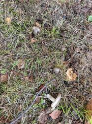 IMG_20260909_123114_717.jpg