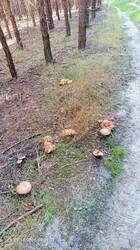 IMG_20260910_093133_394.jpg