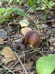IMG_20260910_102939_783.thumb.jpg.c2e6fcec3e64d97344dce325dd58ac0a.jpg