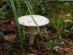 IMG_20260912_072106.thumb.jpg.2db55047e48fcb5ce27bf1df6fe39fce.jpg