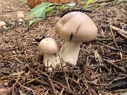 IMG_20260912_092404.thumb.jpg.c011e6b277657e488f8c06849fe02975.jpg