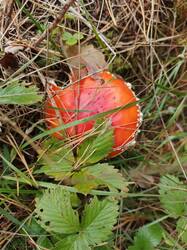 IMG_20260912_095903_257.jpg