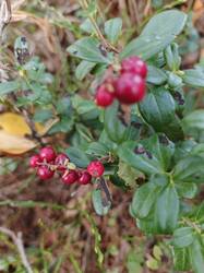 IMG_20260912_102144_272.jpg