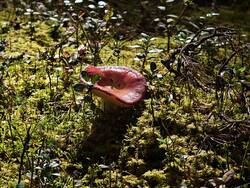 IMG_20260912_113446.jpg