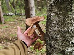 IMG_20260912_131504.thumb.jpg.f4aa92c1c3f0195d70308113bf4f7c70.jpg