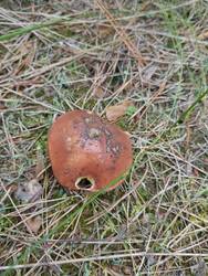 IMG_20260912_132105.jpg
