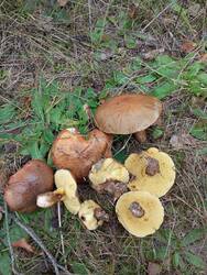 IMG_20260912_144202.jpg