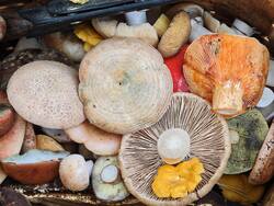 IMG_20260912_144755.jpg