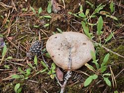 IMG_20260912_151204.thumb.jpg.4e44e38df39886bc84d78041b0d58d75.jpg