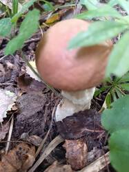 IMG_20260912_154555.jpg