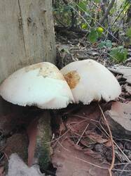 IMG_20260913_074117.thumb.jpg.9210e0f739b9ed2393cce3a9e409ec8d.jpg