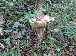 IMG_20260913_075959.thumb.jpg.f9c6d519bf9aefc9b71e404db1312ee4.jpg