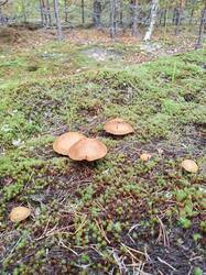 IMG_20260913_114846.jpg