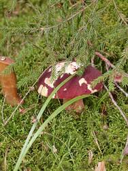 IMG_20260913_120714.jpg