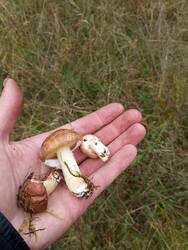 IMG_20260913_120747.jpg