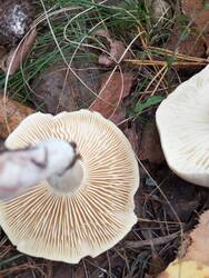 IMG_20260913_124527.jpg
