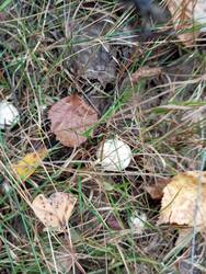 IMG_20260913_131038.jpg