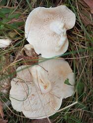 IMG_20260913_131436.jpg