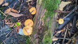 IMG_20260913_144312.jpg