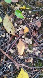 IMG_20260913_144518.jpg