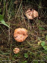 IMG_20260913_151908.thumb.jpg.ef2581c957366c2548fb47a610523e58.jpg