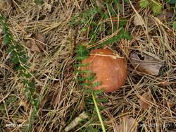 IMG_20260913_152156.thumb.jpg.a5b4c906efbade4a2acb6a55eb45ce61.jpg