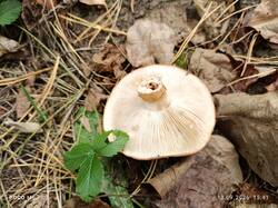 IMG_20260913_154154.thumb.jpg.978c7786ac28dd9f42f4b31cbb77779f.jpg