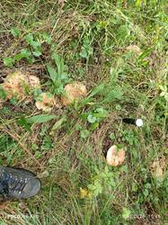 IMG_20260913_154608.thumb.jpg.428d77a13d915ea08c46f813ead9607e.jpg