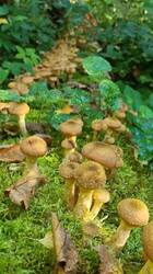IMG_20260913_161704.thumb.jpg.621ee297d97d820b7bf7f3ca20d927fa.jpg