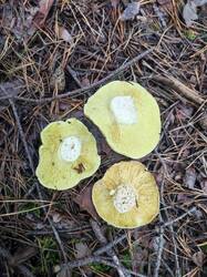 IMG_20260915_100746.thumb.jpg.d2d76109f8c29141cc87b83ffb73cffb.jpg