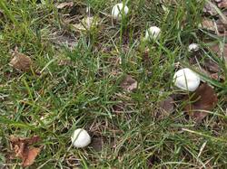 IMG_20260915_101028_204.thumb.jpg.56499dd00d28c3829079a431f4a79e18.jpg