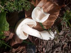 IMG_20260915_101114_596.thumb.jpg.4a582d38e589b7d9e0072b269ba63a27.jpg