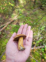 IMG_20260915_105802.thumb.jpg.72357f6fcb3a868ca6e9c51d8b32d26c.jpg