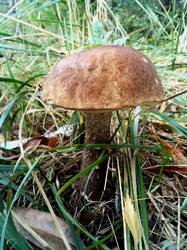 IMG_20260915_120009.thumb.jpg.b258f986a3ea6f4b2c8bd60ed22a95a7.jpg