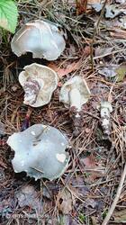 IMG_20260915_125051_690.jpg