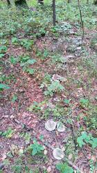 IMG_20260915_132122_729.jpg