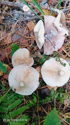 IMG_20260915_132259_530.jpg