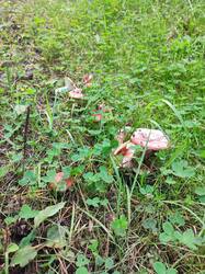 IMG_20260915_134204.thumb.jpg.e01723a501f91ae35413d1bc618a6c86.jpg
