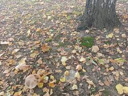IMG_20260915_161429_472.jpg