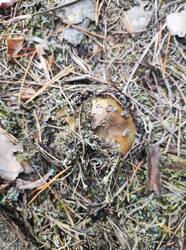 IMG_20260915_171632.thumb.jpg.0c1db3d4ee1ce6a158f79b1f04f77cd5.jpg