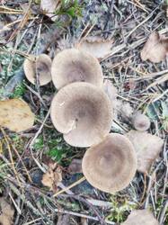 IMG_20260915_171720.thumb.jpg.49c1c735bfed47d9dc8e40323deda595.jpg